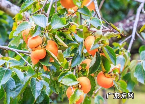 柿子生长环境条件及特点