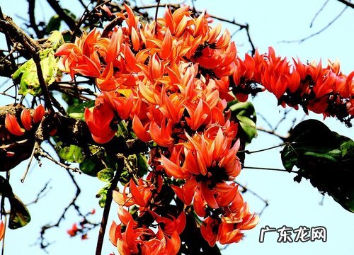 木棉花的花期是什么时候