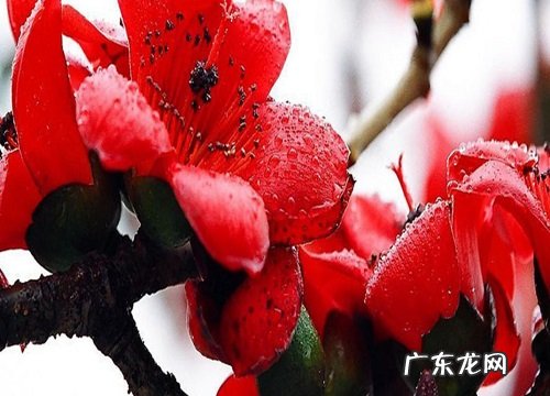 木棉花的花期是什么时候