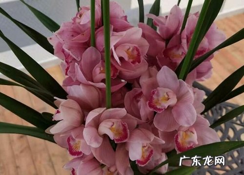 大花蕙兰什么时候换盆好