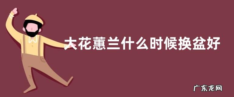 大花蕙兰什么时候换盆好