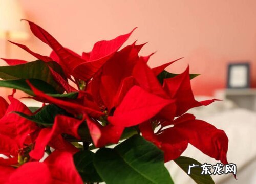 一品红是多年生植物吗