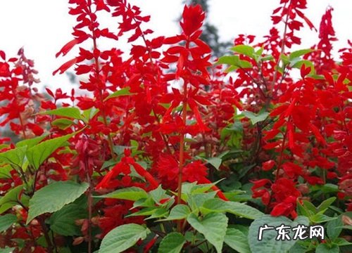 一串红是多年生植物吗