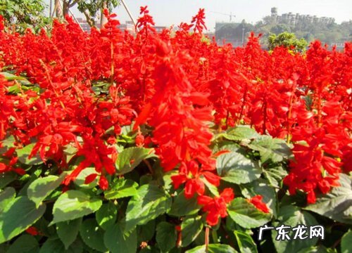 一串红是多年生植物吗