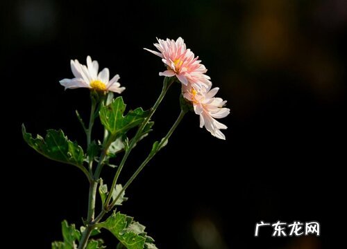 千头菊是多年生还是一年生的植物