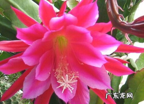 令箭荷花的花期是什么时候