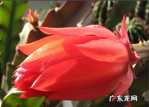 令箭荷花的花期是什么时候