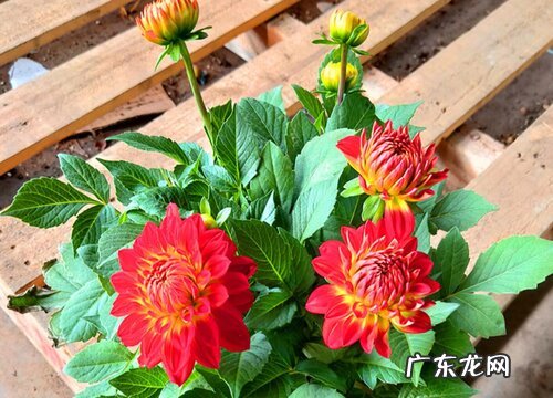 小丽花是多年生植物吗