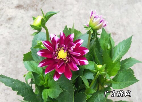 小丽花是多年生植物吗