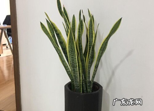 门口摆放什么植物风水好