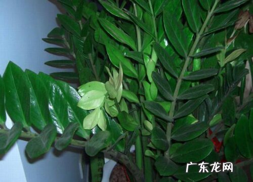 门口摆放什么植物风水好