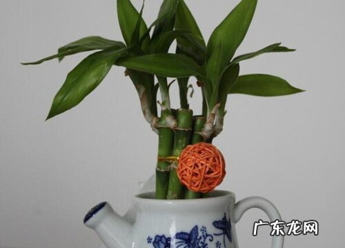 门口摆放什么植物风水好