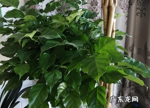 门口摆放什么植物风水好