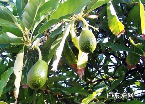 牛油果冬天会冻死吗