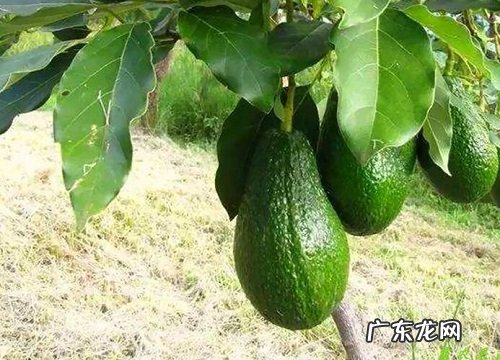 牛油果冬天会冻死吗