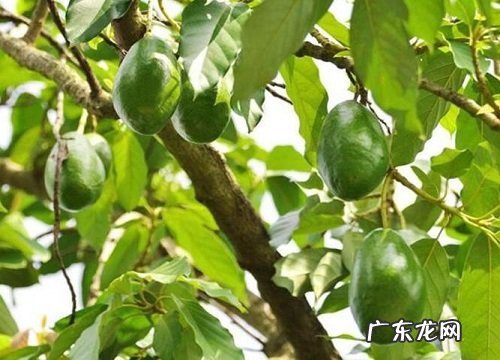 牛油果冬天会冻死吗