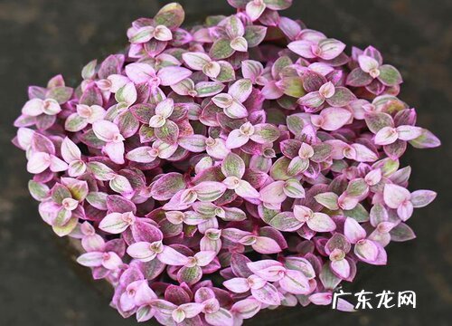 胭脂云是多年生植物吗