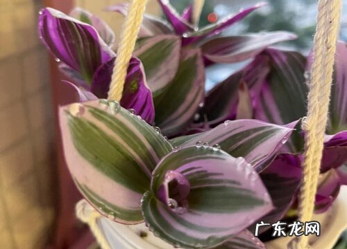 胭脂云是多年生植物吗