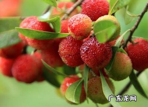 杨梅树是雌雄同株吗