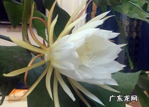 昙花是雌雄同株吗
