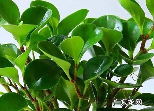 碧玉是多肉植物吗