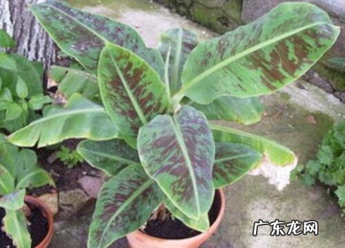 香蕉树盆栽能结果吗