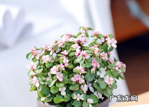 金枝玉叶有毒吗 能在家里养吗