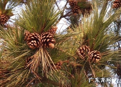 云南松是裸子植物吗