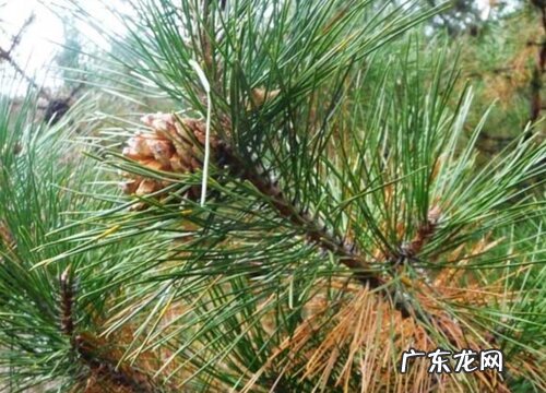 云南松是裸子植物吗