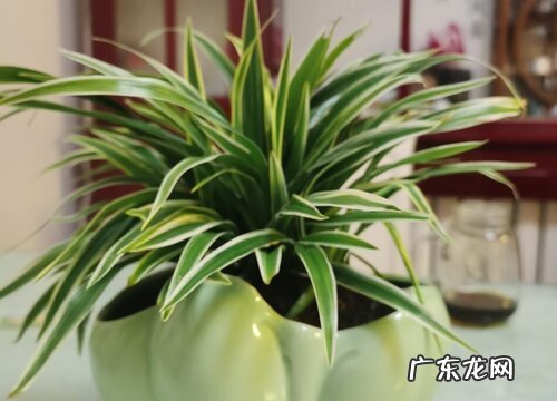 吊兰几天浇一次水比较好