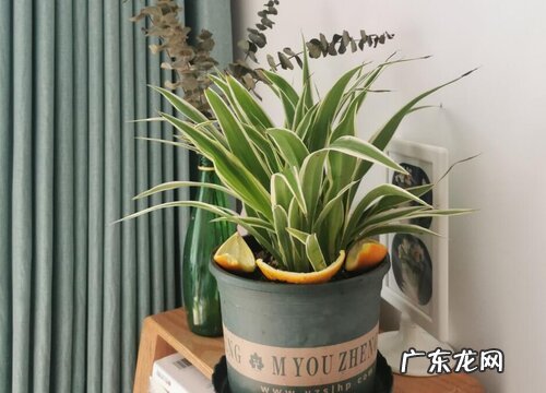 吊兰几天浇一次水比较好