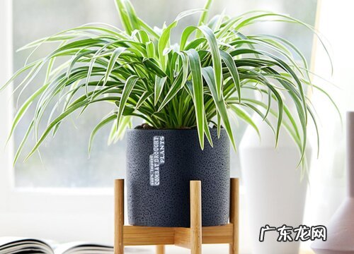 吊兰几天浇一次水比较好