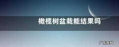 橄榄树盆栽能结果吗