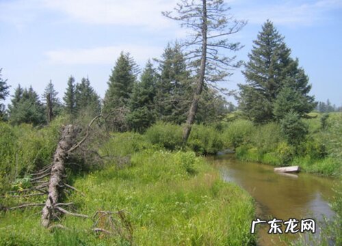 沙地云杉是裸子植物吗