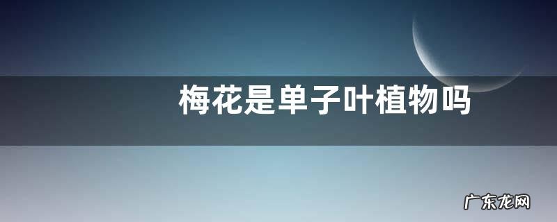 梅花是单子叶植物吗