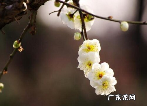 梅花是单子叶植物吗