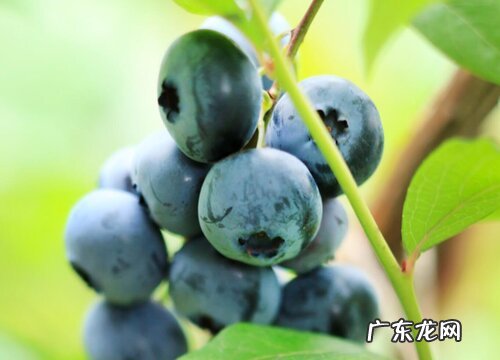 蓝莓盆栽能结果吗
