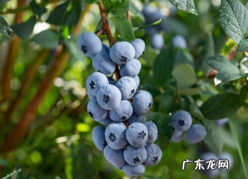 蓝莓盆栽能结果吗