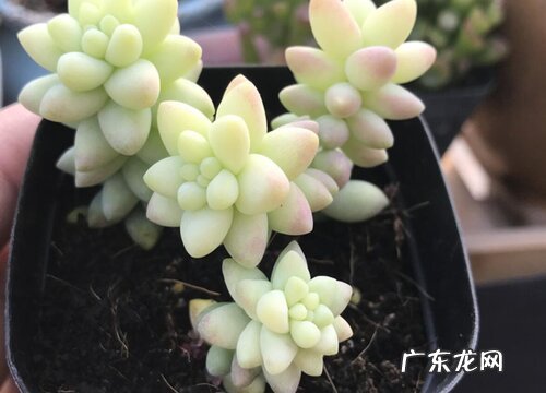 玉缀多肉怎么养殖长得好