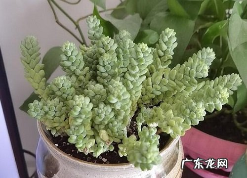 玉缀多肉怎么养殖长得好