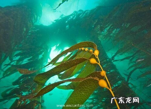 海带是蕨类植物吗