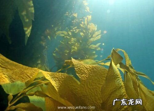 海带是蕨类植物吗