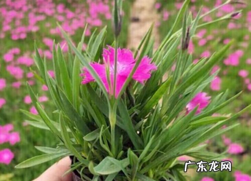 石竹怎么养殖方法