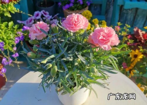 石竹怎么养殖方法
