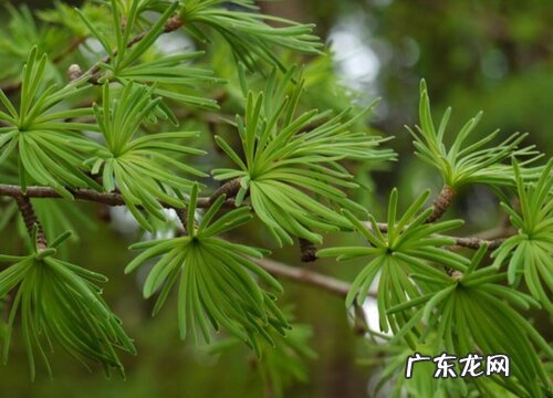 金钱松是裸子植物吗