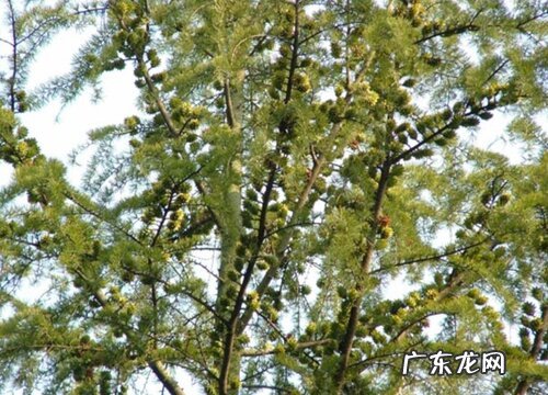 金钱松是裸子植物吗