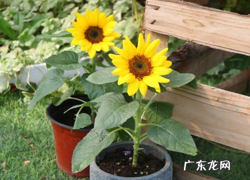 向日葵是蕨类植物吗