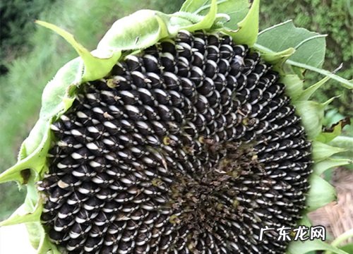 向日葵是蕨类植物吗