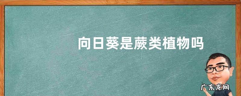向日葵是蕨类植物吗