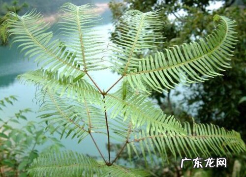 里白是蕨类植物吗